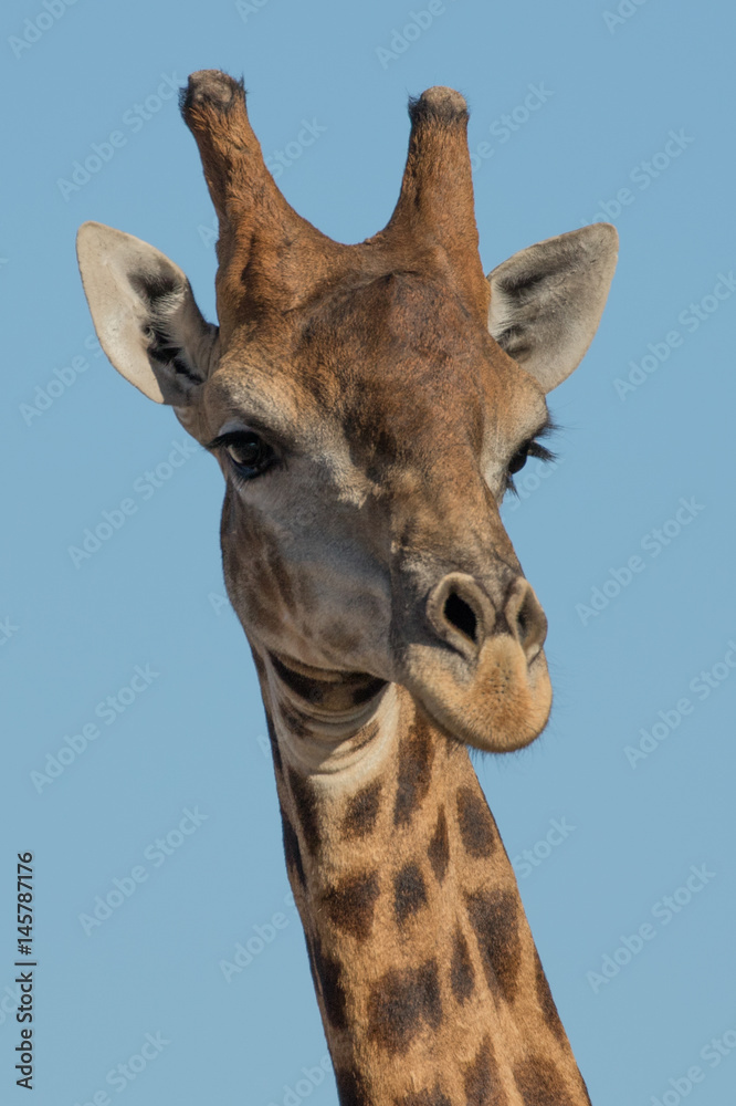 Obraz premium Giraffe
