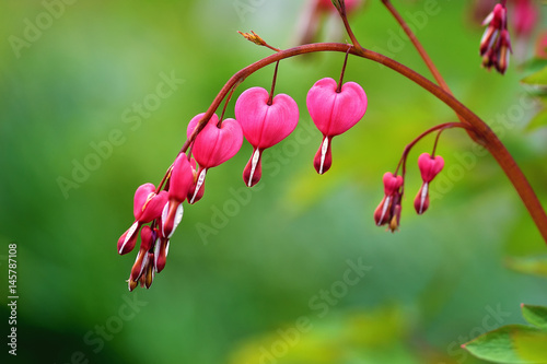 Red bleeding heart flowers bloom in the spring perennial garden.