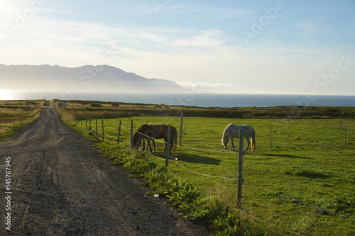 Islandic horses