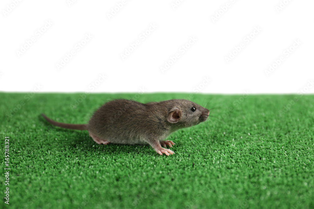 Cute funny rat on artificial lawn against white background Cute funny rat on artificial lawn against white background