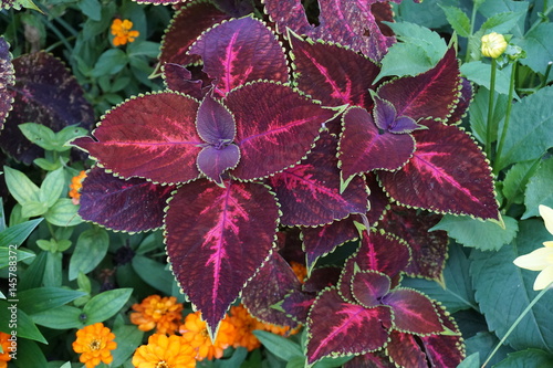 Red leaves