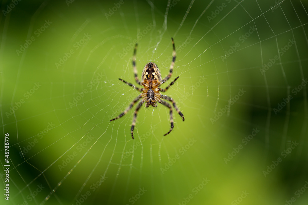 Weaving a Web Weaving a Web