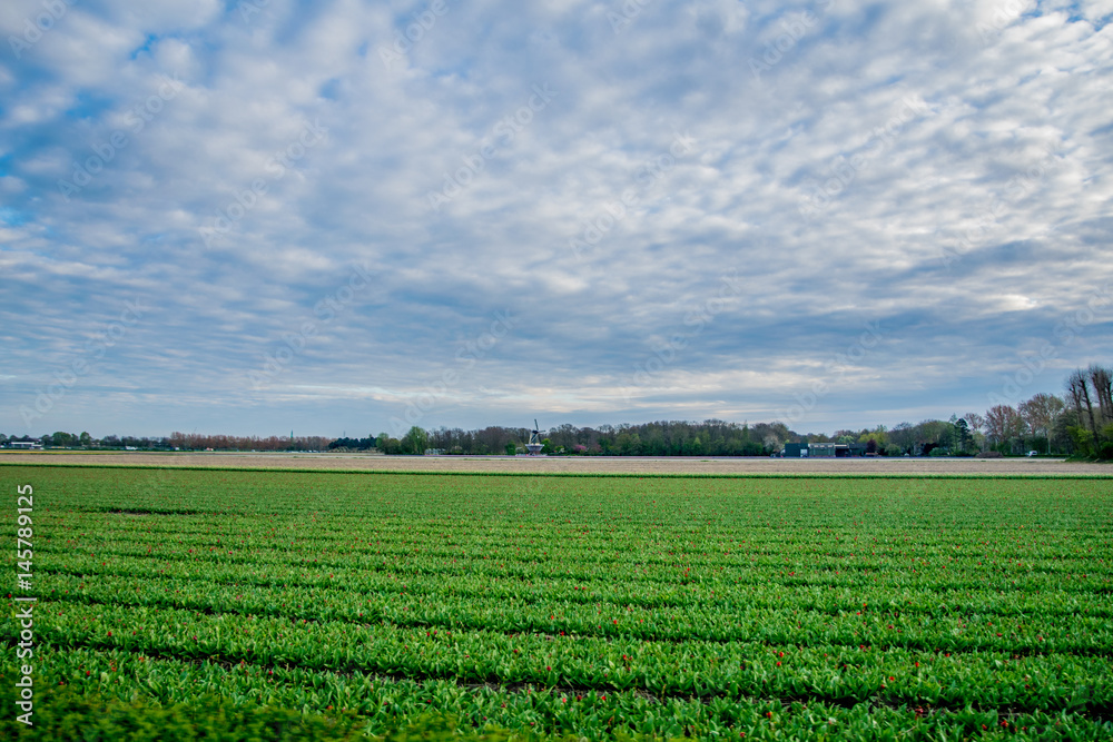 landscape view with colorful flowers background in Netherlands