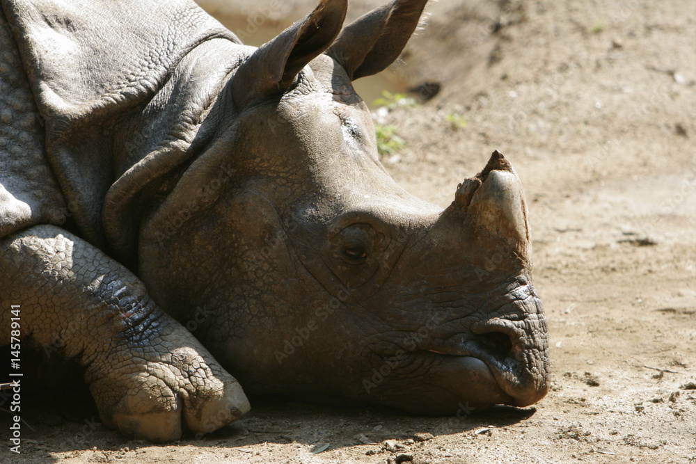 Obraz premium Resting Rhino