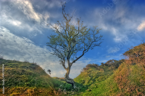 Alter Baum in karger Landschaft