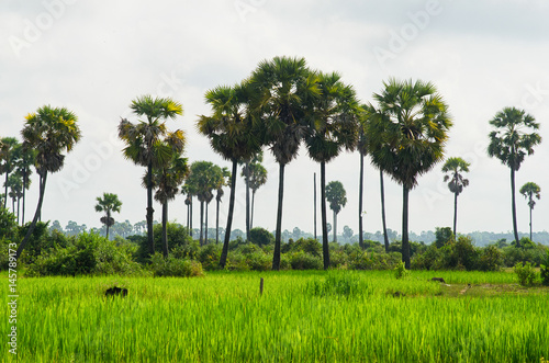 Rice field and palms in Cambodia