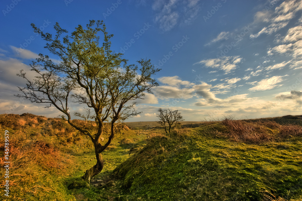 Alter Baum in karger Landschaft