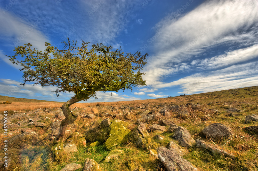 Alter Baum in der Landschaft Alter Baum in der Landschaft