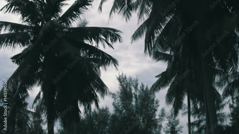 Palm trees over cloudy sky background