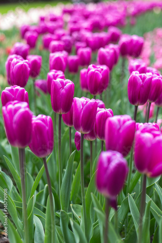 Lila Tulpenmeer auf dem Keukenhof