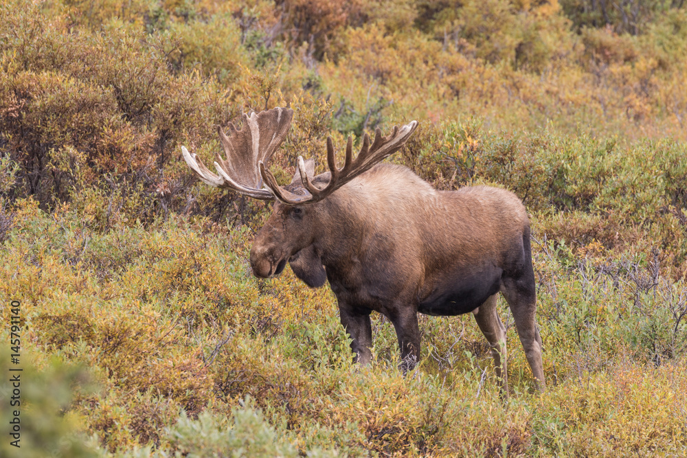 Alaska Yukon Bull Moose in velvet Alaska Yukon Bull Moose in velvet