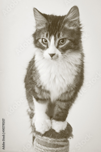 Whiskers