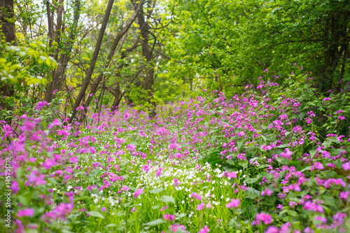 Fototapeta Naklejka Na Ścianę i Meble -  Purple and white wild flowers in the forest field