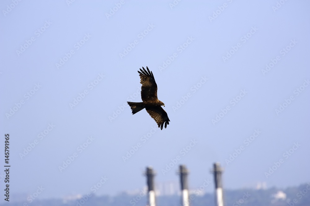 Obraz premium Golden Eagle