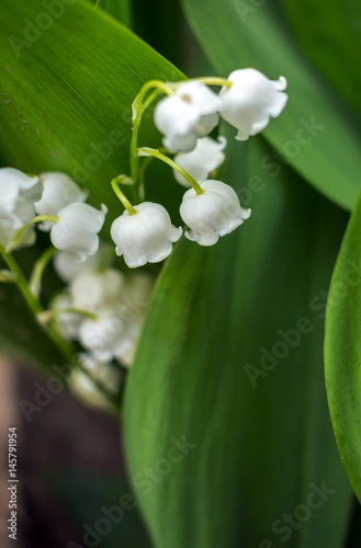 Beautiful flower background . Great spring background  blooming wild flowers.