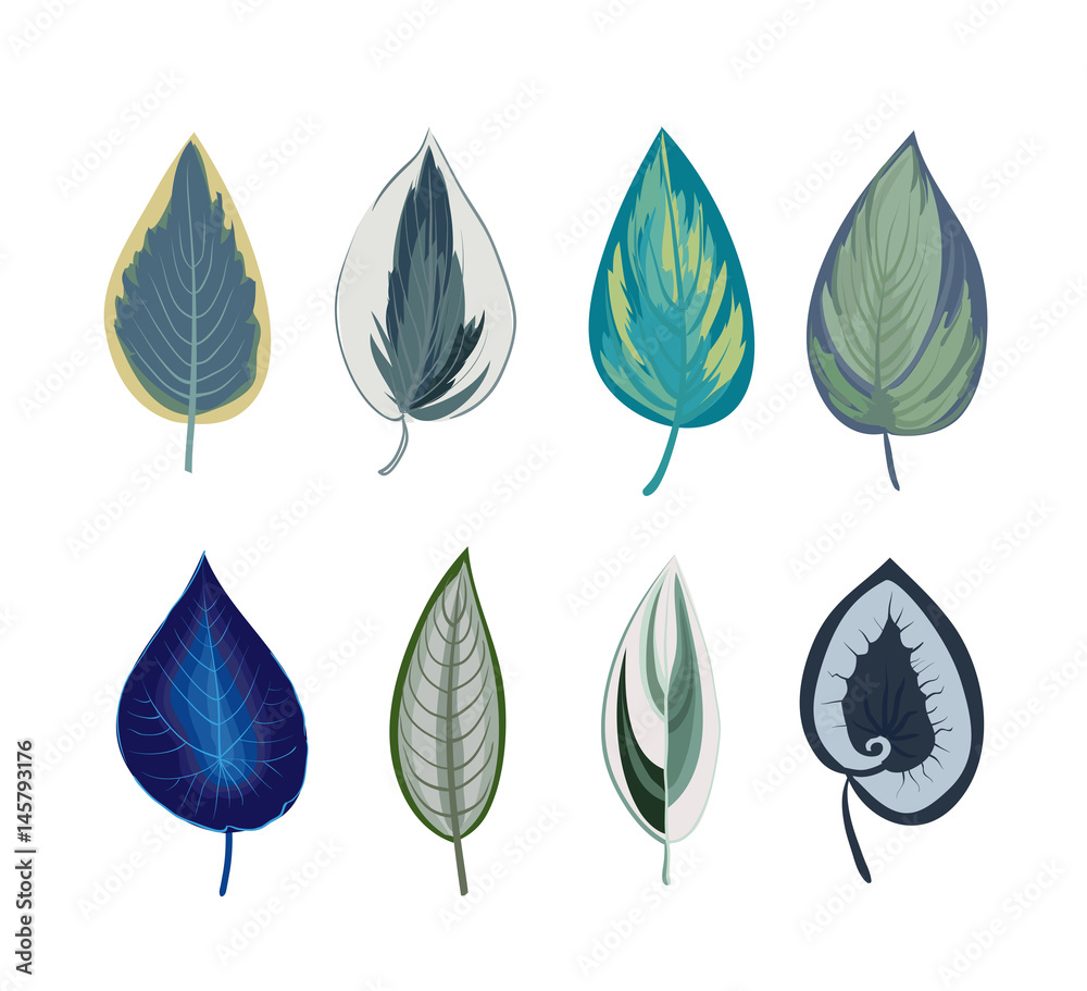 Exotic tropical leaves isolated on white background. Botanical print.
