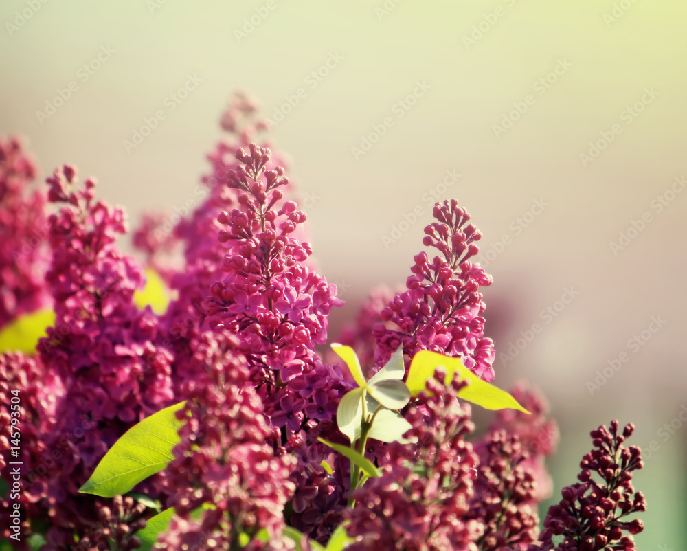 Fototapeta premium Purple lilac flowers outdoors