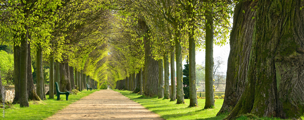 Fototapeta premium Park z aleją lipową wiosną, pierwsze świeże zielone liście