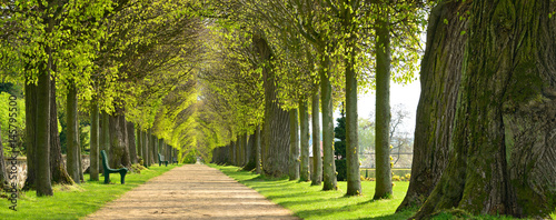 Park mit Lindenallee im Frühling, erstes frisches grünes Laub photo