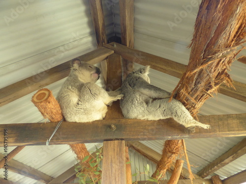 Koalas