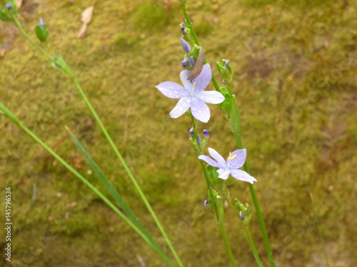 australischeblume