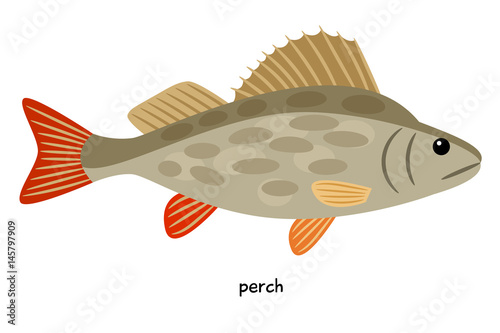 Perch - aquatic creature, which can be easily heal along  transverse bands on the body