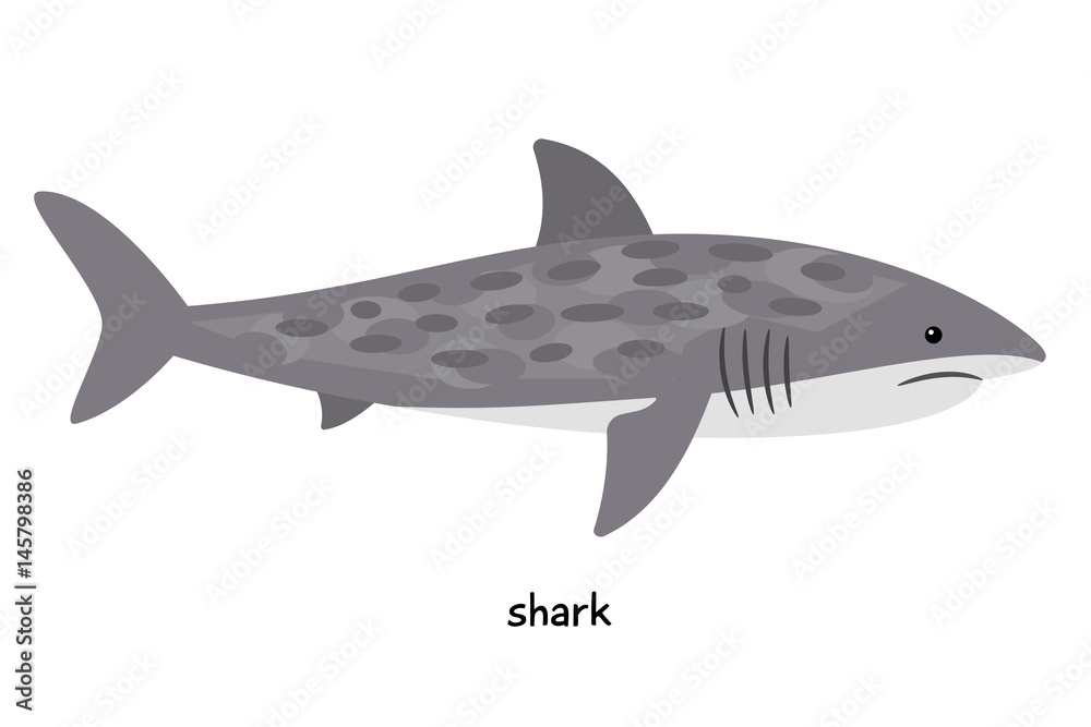 Shark - biggest fish,  very dangerous predator for humans and sea dwellers