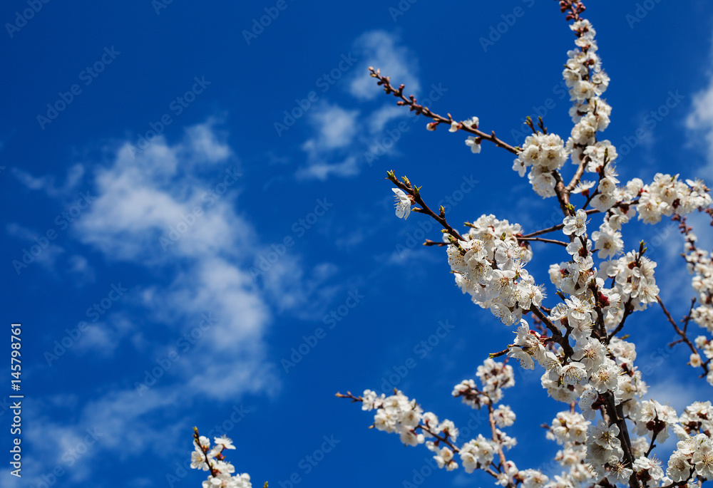 Blossoming of cherry flowers in spring time Blossoming of cherry flowers in spring time
