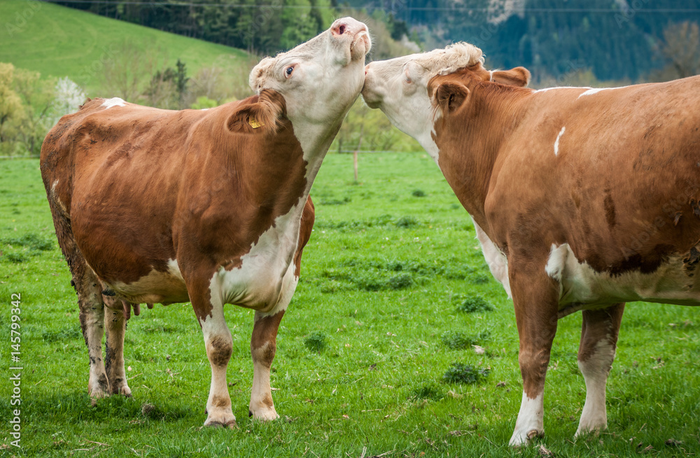 Emotional moment between Cow on the pature Emotional moment between Cow on the pature