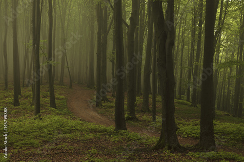 Creepy dark foggy forest