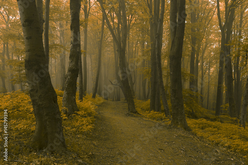 Fototapeta Naklejka Na Ścianę i Meble -  Fairy tale forest scene