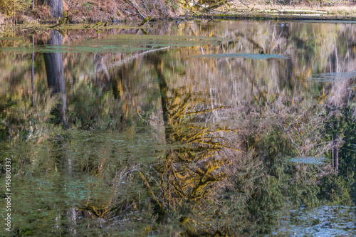 Beautiful ducks swim in a pond. Amazing reflection of fairy forest in the lake. Hoh Rain Forest, Olympic National Park, Washington state, USA
