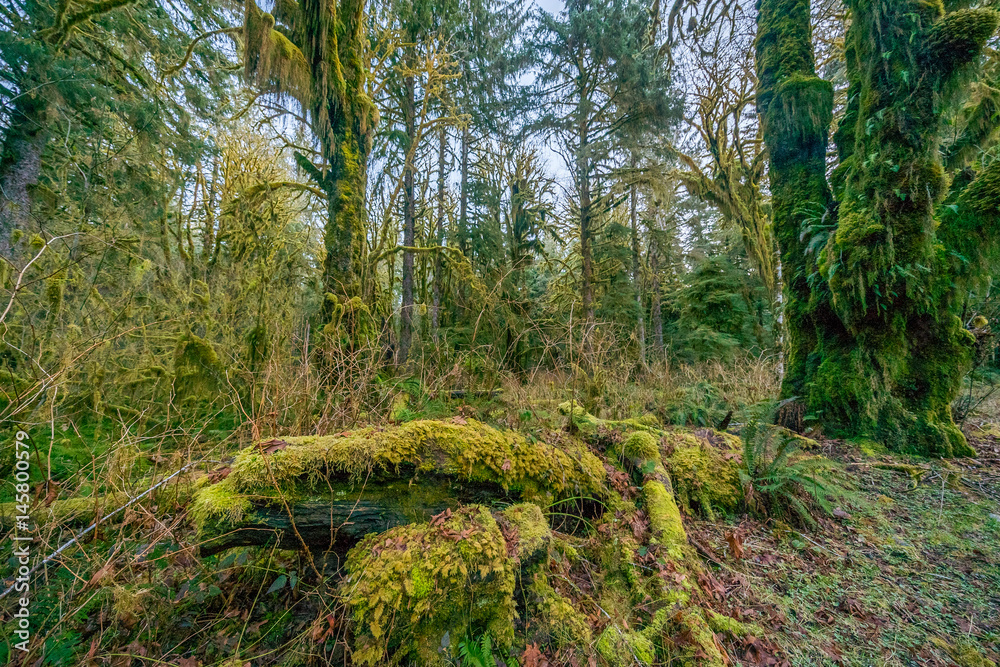 Green thickets in the forest of old-growth trees. Beautiful ferns grow between huge trees in temperate rain forests. Hoh Rain Forest, Olympic National Park, Washington state, USA Green thickets in the forest of old-growth trees. Beautiful ferns grow between huge trees in temperate rain forests. Hoh Rain Forest, Olympic National Park, Washington state, USA