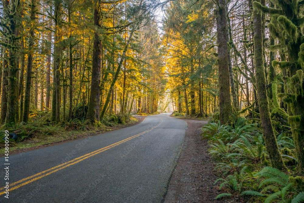 The road through rainforest with lots of trees covered with moss. Hoh Rain Forest, Olympic National Park, Washington state, USA The road through rainforest with lots of trees covered with moss. Hoh Rain Forest, Olympic National Park, Washington state, USA