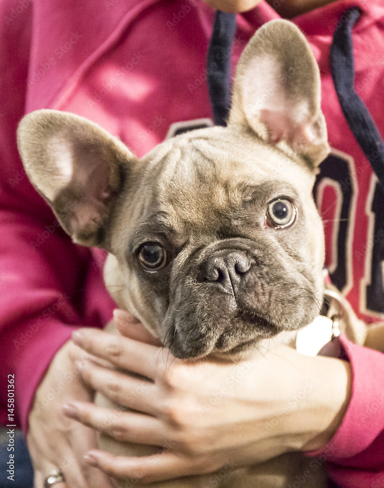 French bulldog