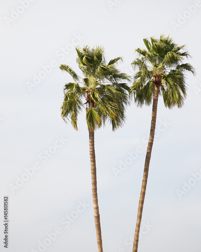 twin palm trees