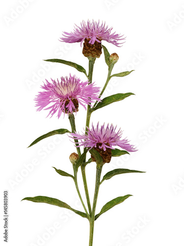 Pink thistle flowers bouquet