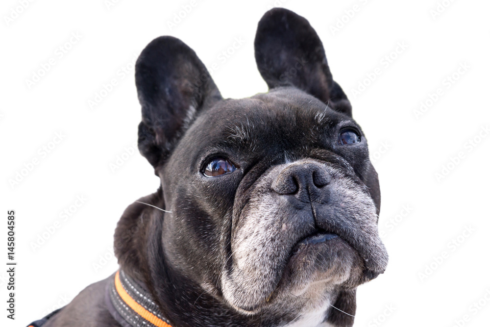 Black french bulldog, looking up pitiful. Big funny ears turning the head, asking for food. Isolated white background