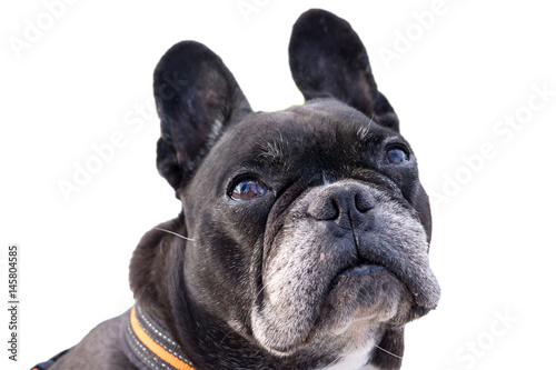 Fototapeta Naklejka Na Ścianę i Meble -  Black french bulldog, looking up pitiful. Big funny ears turning the head, asking for food. Isolated white background