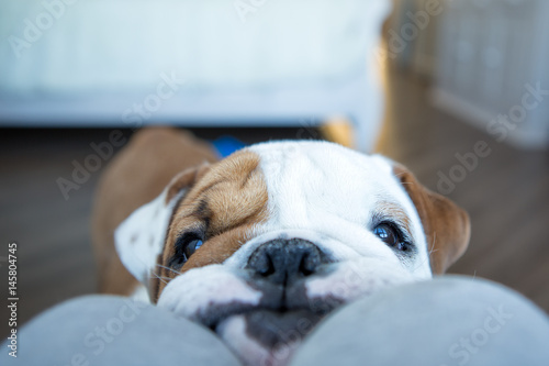 English bulldog in stylish home enjoying life
