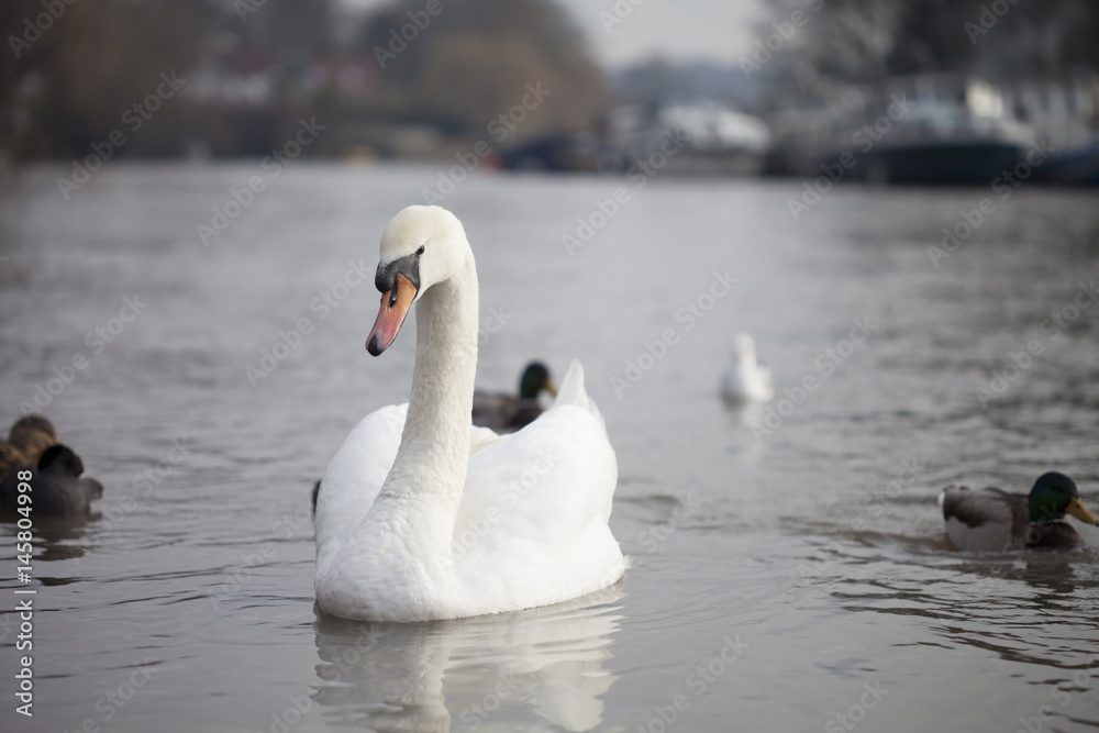 Beautiful Swan on a River with Ducks Beautiful Swan on a River with Ducks
