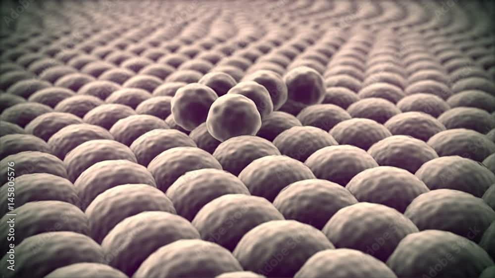 Cell division, Microscopic image of cells, 3d rendering, process of the Cell division, Microscopic image of cells, multiplication of cells, division of cancer cell