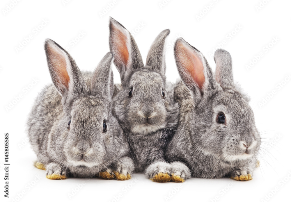 Obraz premium Baby rabbits.