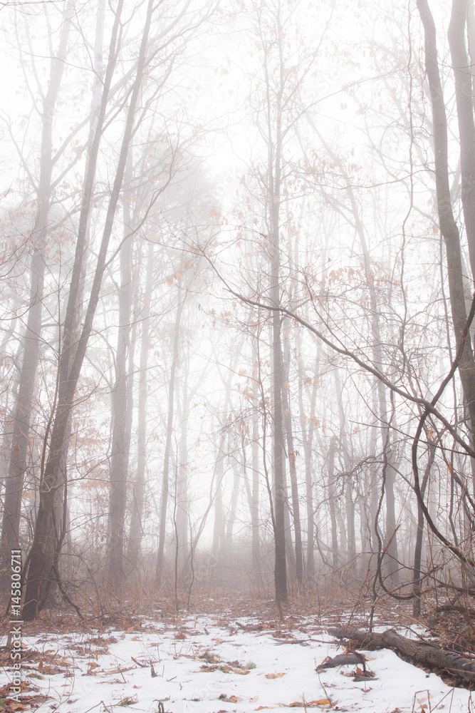 Winter fog Winter fog