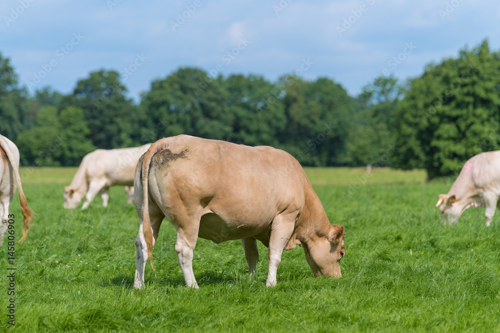 brown cows in meadow