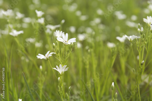 white flowers growing wild