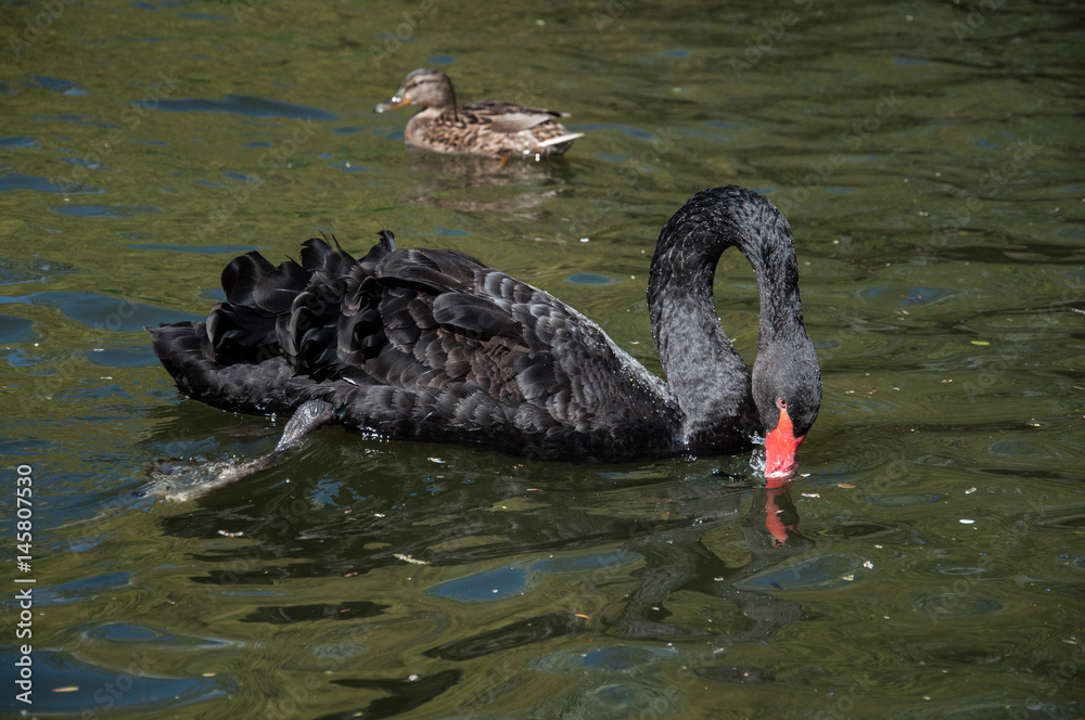 Naklejka premium Black swan swimming in water