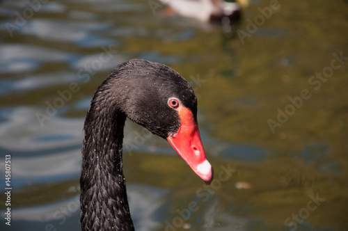 Black swan swimming in water.