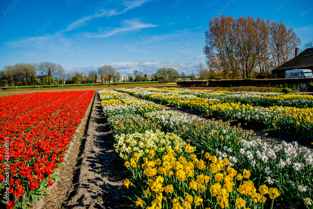 landscape view with colorful flowers background in Netherlands