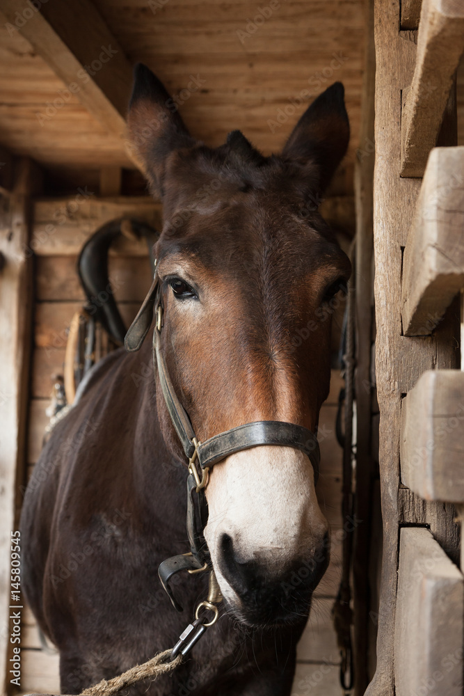 Fototapeta premium Brown Horse in Stables